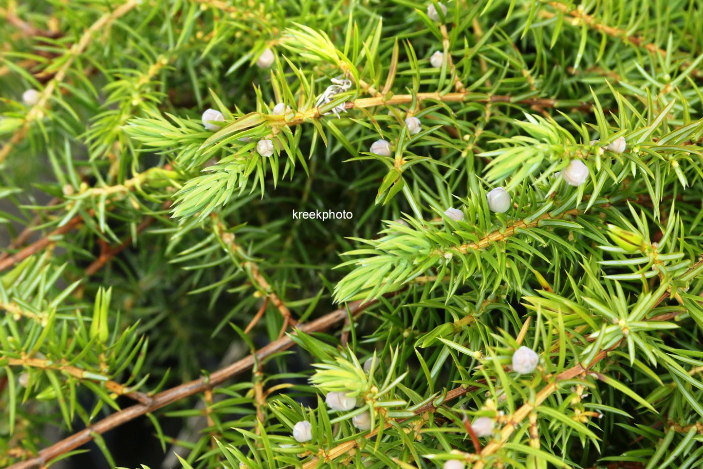 Juniperus conferta 'Schlager'