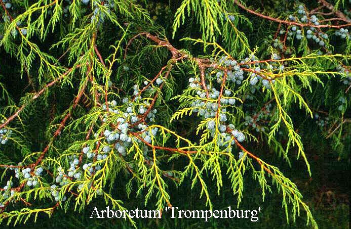 Juniperus flaccida