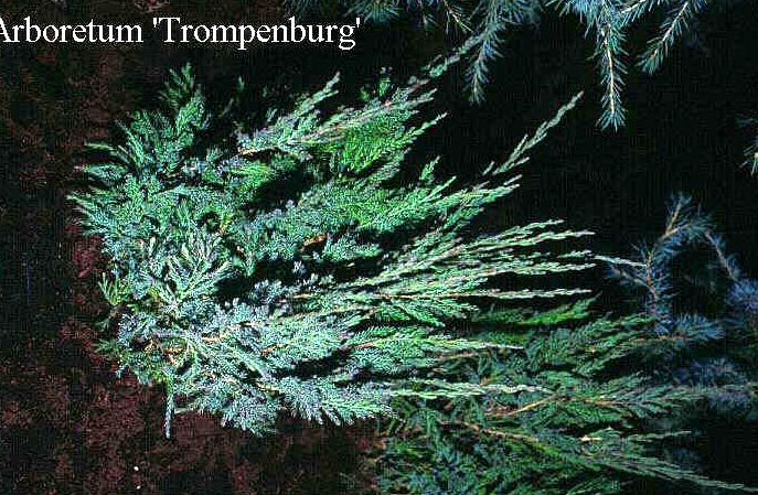 Juniperus horizontalis 'Alpina' Juniperus horizontalis 'Alpina'