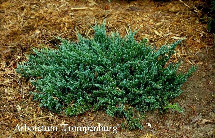 Juniperus horizontalis 'Blue Chip'