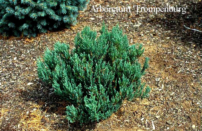 Juniperus horizontalis 'Blue Forest' Juniperus horizontalis 'Blue Forest'