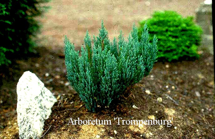 Juniperus horizontalis 'Grey Pearl'