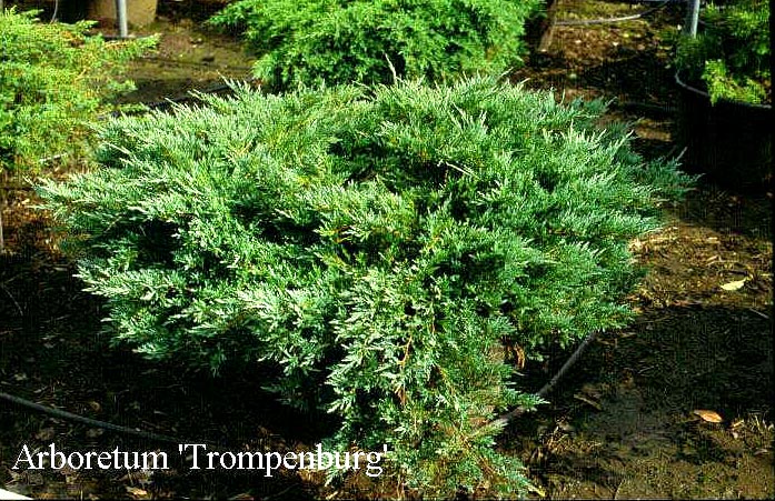 Juniperus horizontalis 'Hughes'