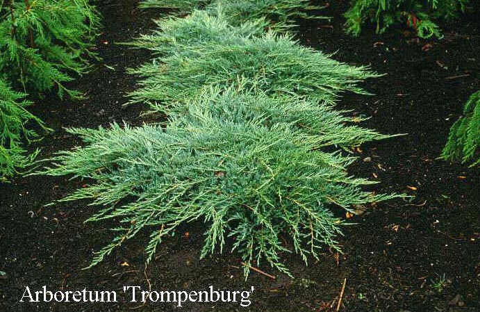 Juniperus horizontalis 'Jade River'