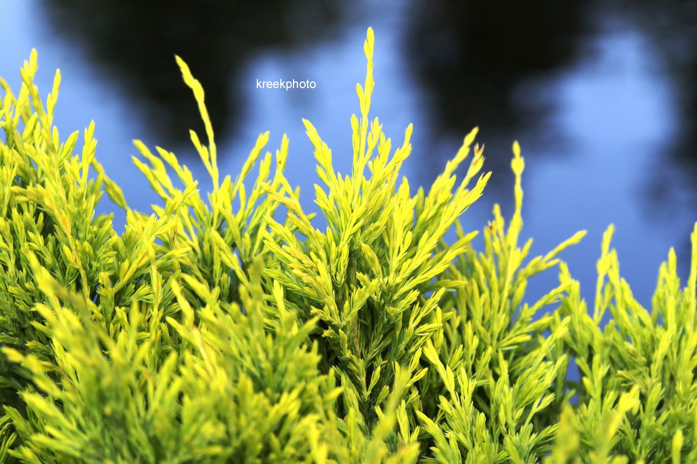 Juniperus horizontalis 'Limeglow'