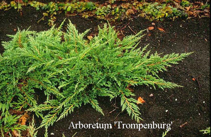 Juniperus horizontalis 'Prince of Wales'