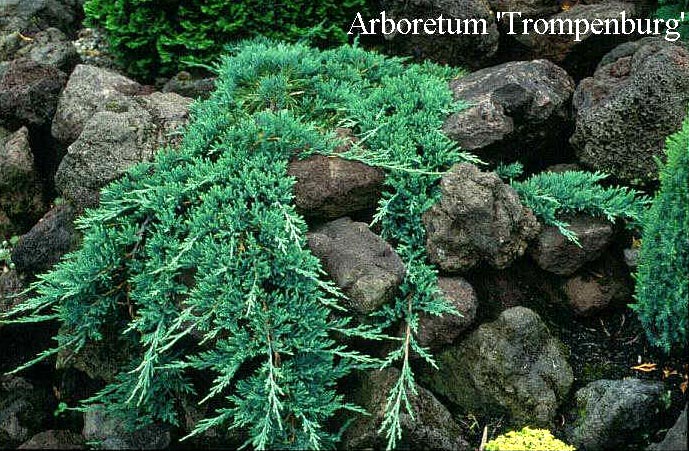 Juniperus horizontalis 'Watnong' Juniperus horizontalis 'Watnong'