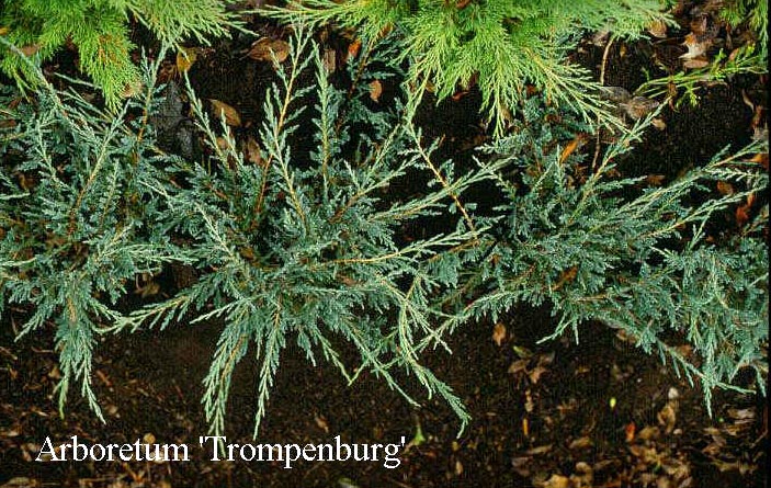 Juniperus horizontalis 'Yukon Belle' Juniperus horizontalis 'Yukon Belle'