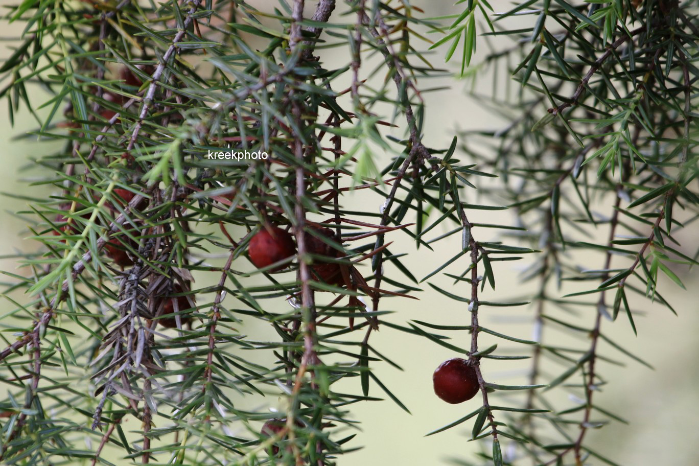Juniperus oxycedrus