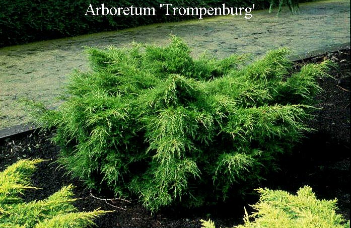 Juniperus pfitzeriana 'Armstrongii'