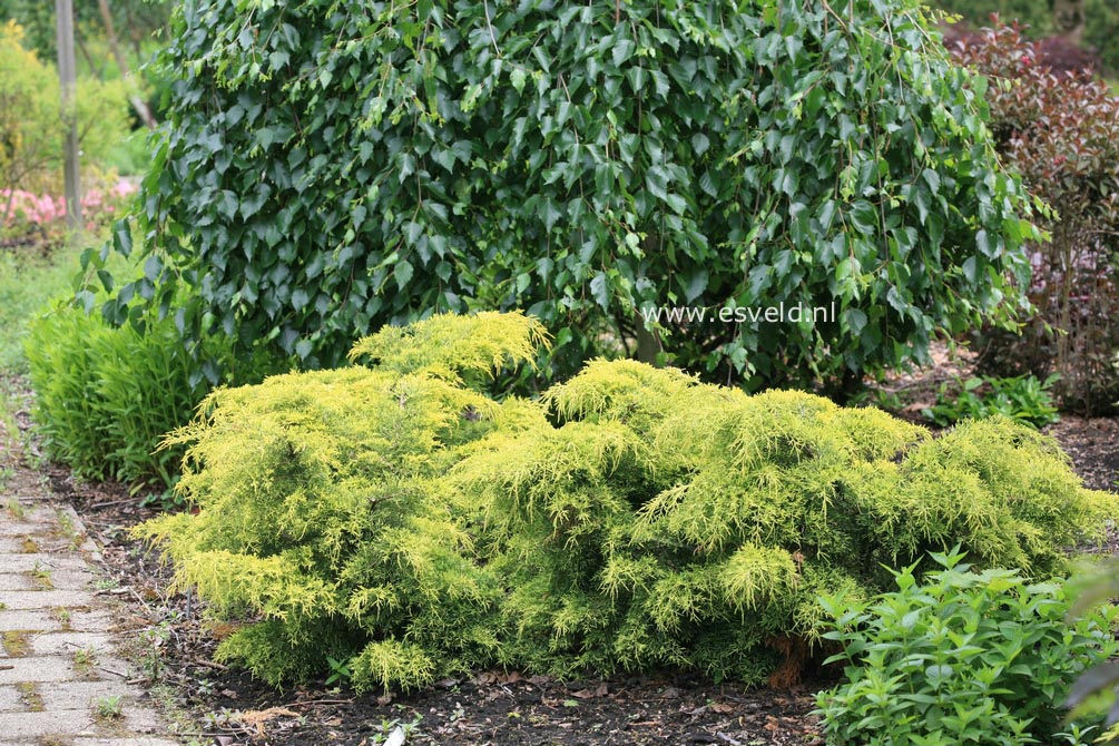 Juniperus pfitzeriana 'King of Spring'