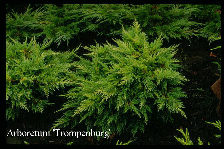 Juniperus pfitzeriana 'Mordigan Gold'