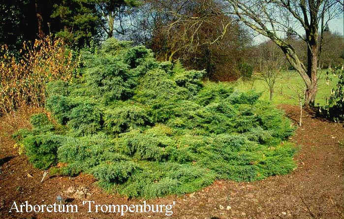Juniperus pfitzeriana 'Pfitzeriana Glauca'
