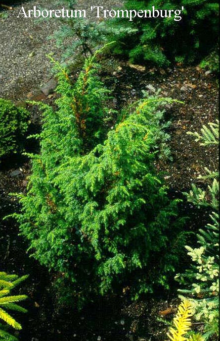 Juniperus pingii 'Wilsonii'