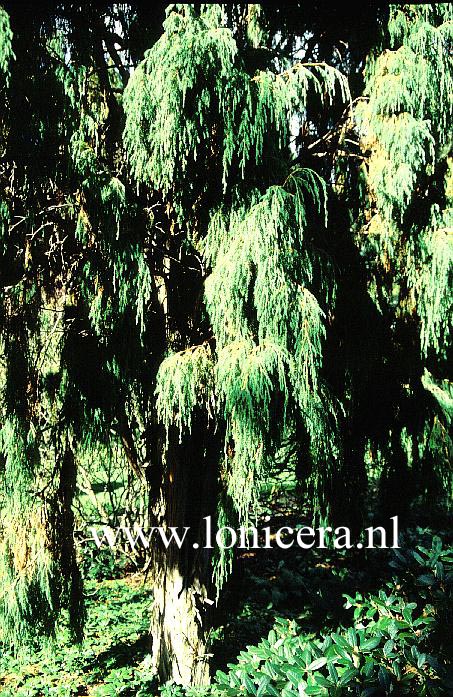 Juniperus recurva