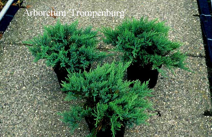 Juniperus sabina 'Tam. No Blight' (50291)