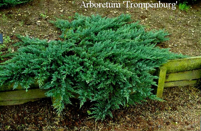 Juniperus sargentii 'Glauca'