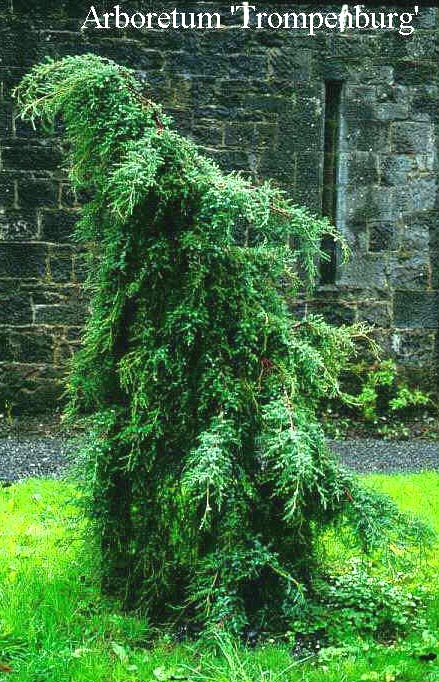 Juniperus squamata 'Chinese Silver' Juniperus squamata 'Chinese Silver'