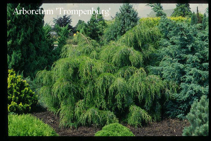 Juniperus virginiana 'Pendula'