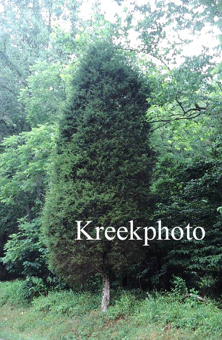 Juniperus virginiana