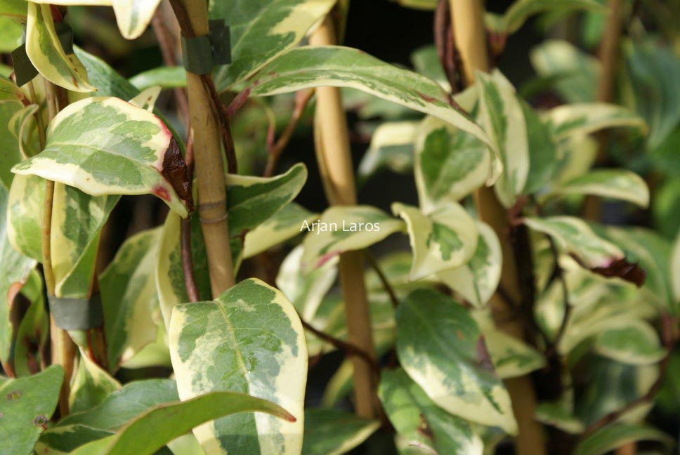 Kadsura japonica 'Fukurin'