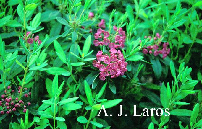 Kalmia angustifolia
