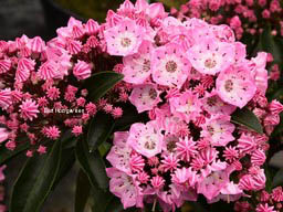 Kalmia latifolia 'Bridesmaid' (83537)