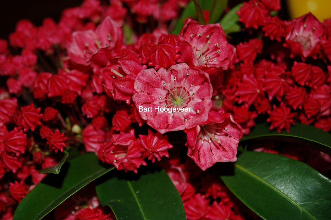 Kalmia latifolia 'Nancy'
