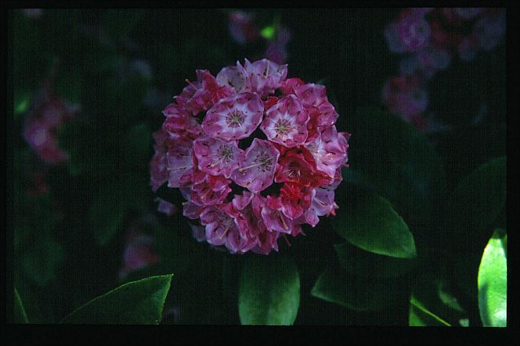 Kalmia latifolia 'Pink Charm'