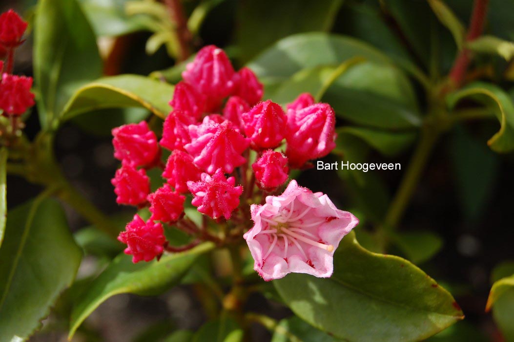 Kalmia latifolia 'Pink Frost'
