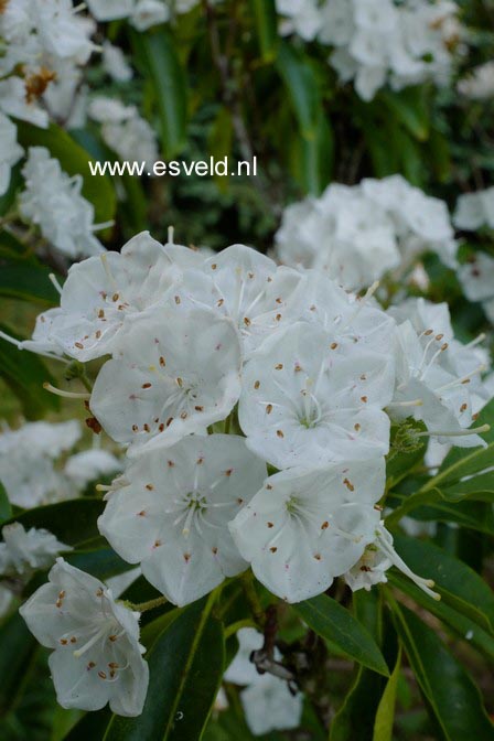 Kalmia latifolia 'Snowdrift' (A5162)