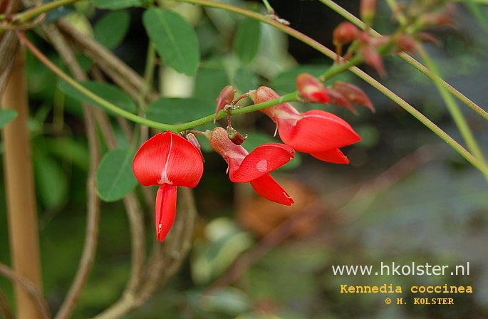 Kennedia coccinea Kennedia coccinea