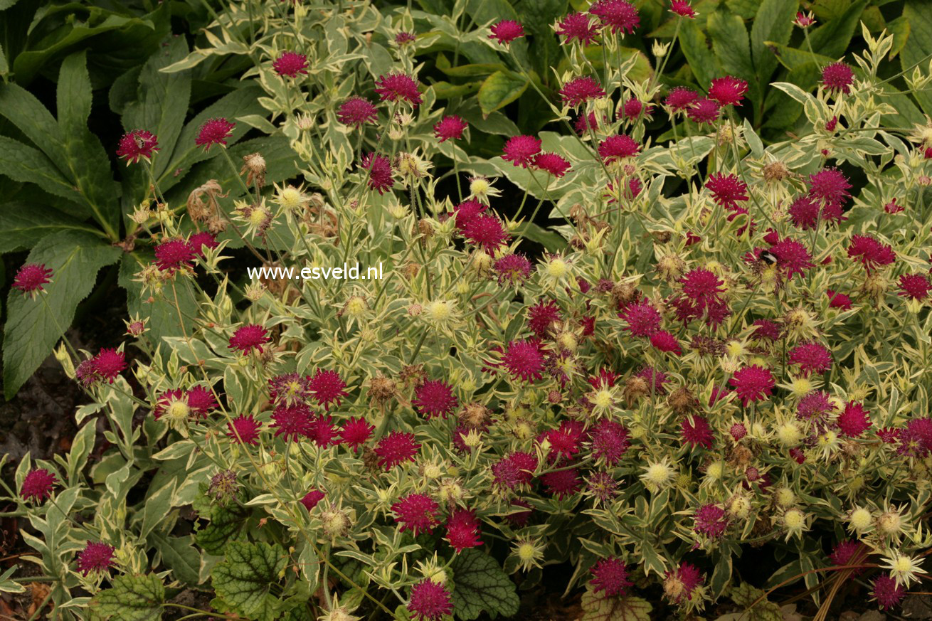 Knautia macedonica 'Thunder and Lightning'