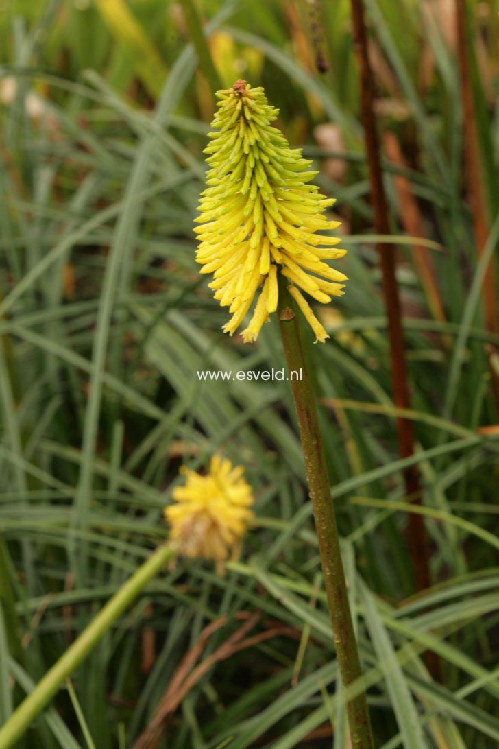 Kniphofia 'Bees Lemon' (36570)