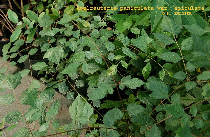 Koelreuteria paniculata var. apiculata