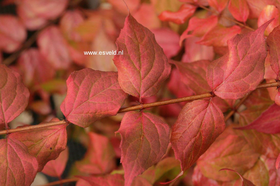 Kolkwitzia amabilis 'Maradco'