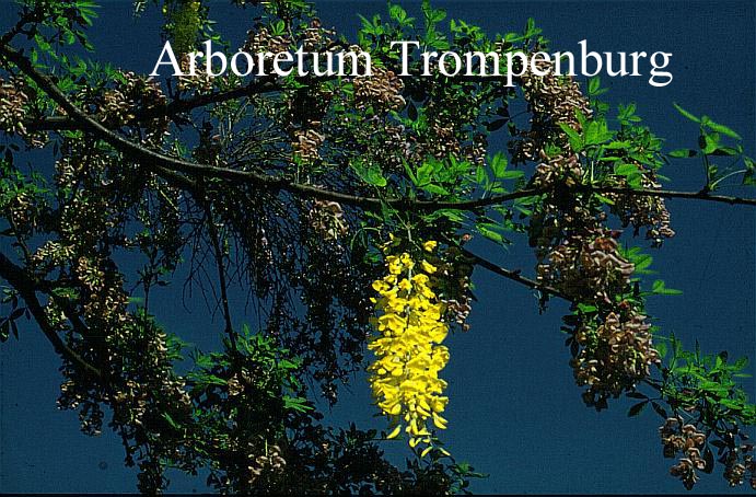 Laburnocytisus adamii