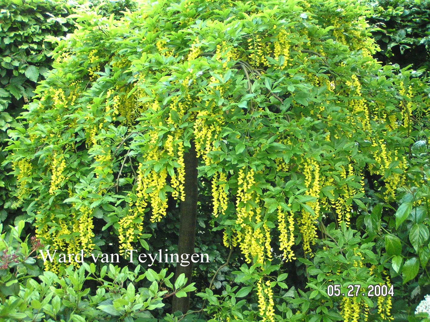 Laburnum alpinum 'Pendulum'