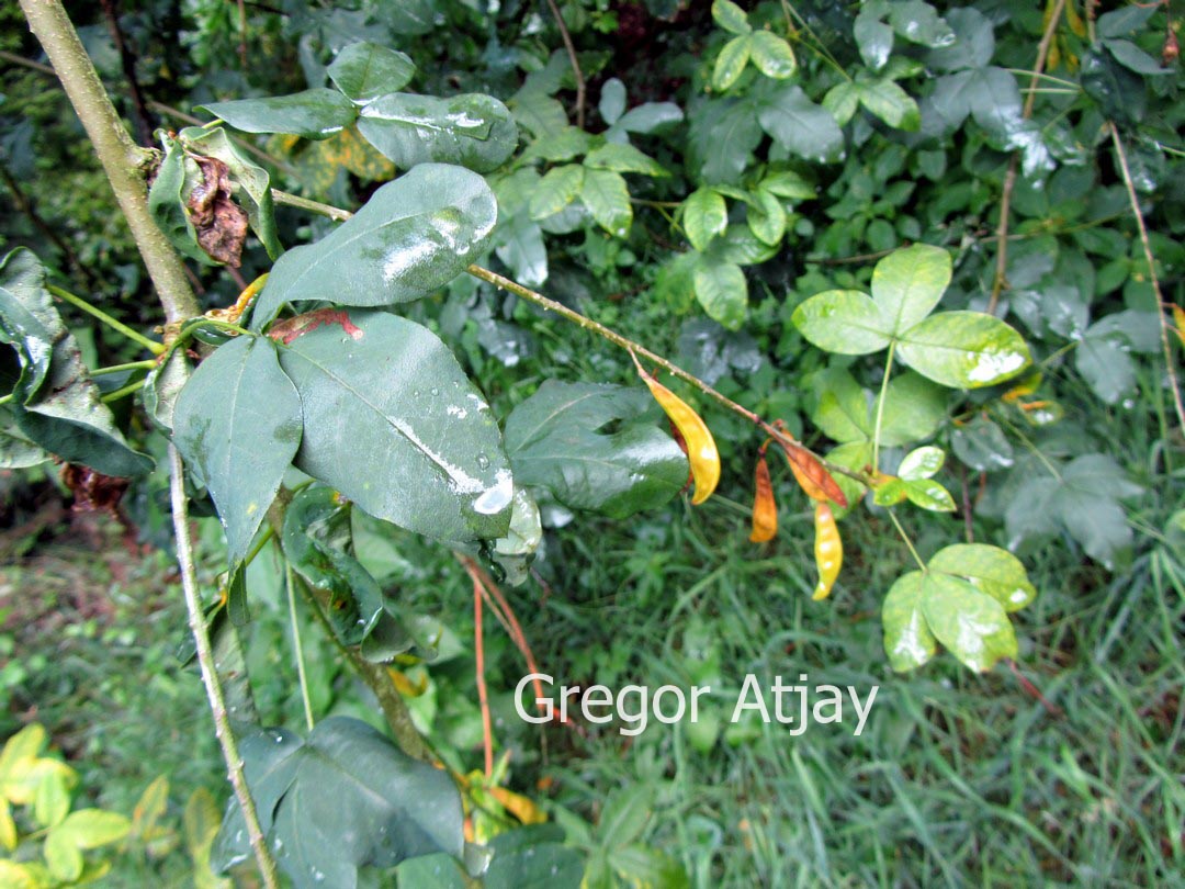 Laburnum anagyroides 'Pendulum'