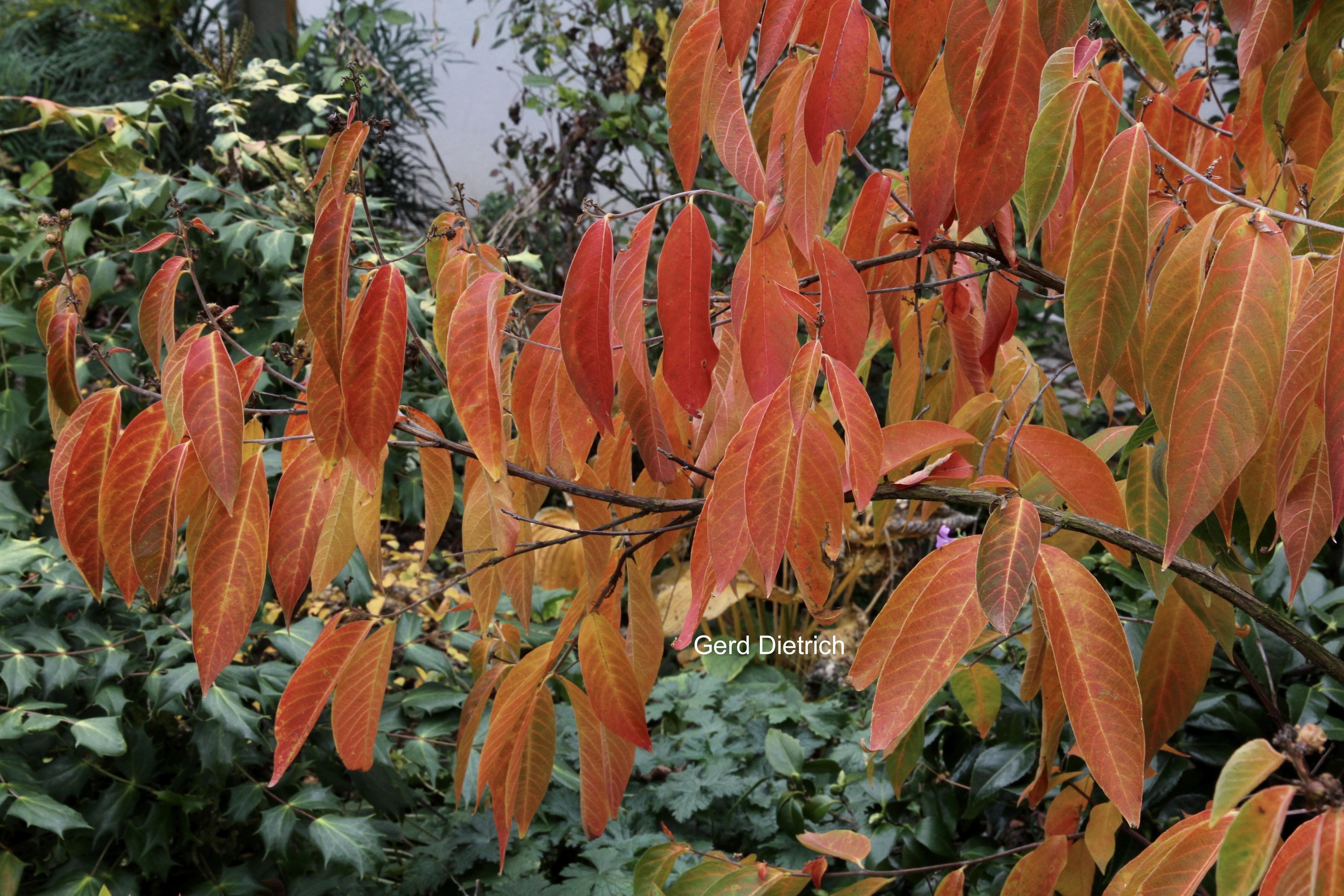 Lagerstroemia chekiangensis
