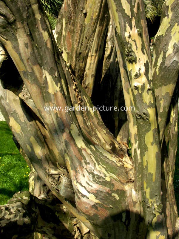 Lagerstroemia indica 'Nivea'