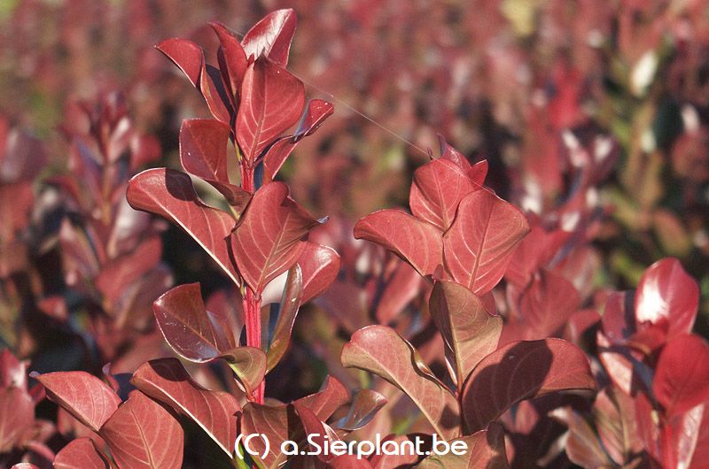 Lagerstroemia indica 'Pink Velour'