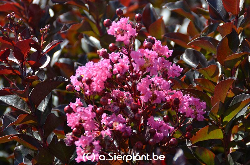 Lagerstroemia indica 'Whit VIII' (RHAPSODY IN PINK)