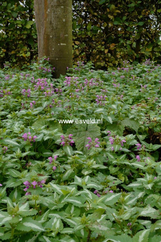 Lamium maculatum 'Roseum'