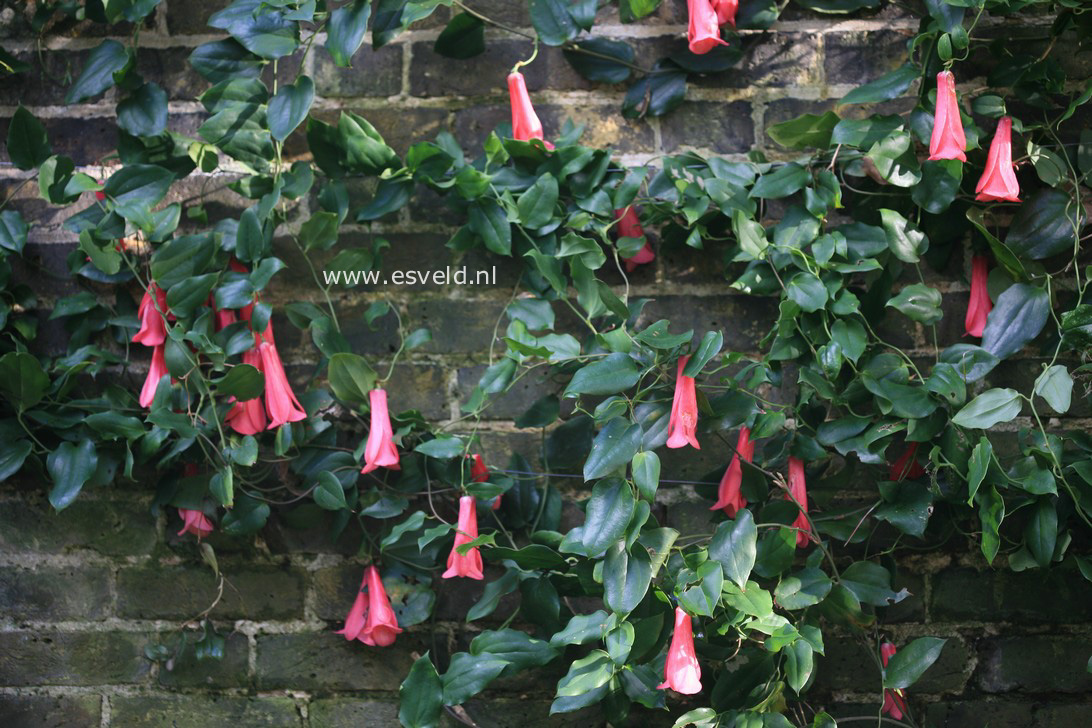 Lapageria rosea