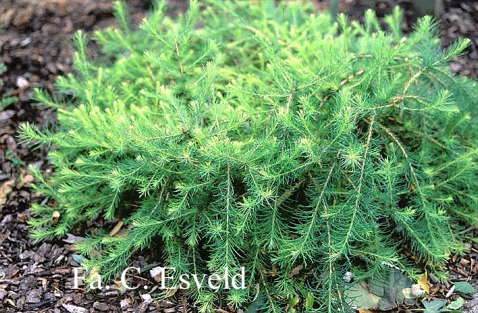 Larix decidua 'Kazbal'