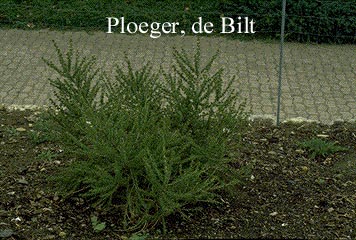 Larix decidua 'Kornik' Larix decidua 'Kornik'