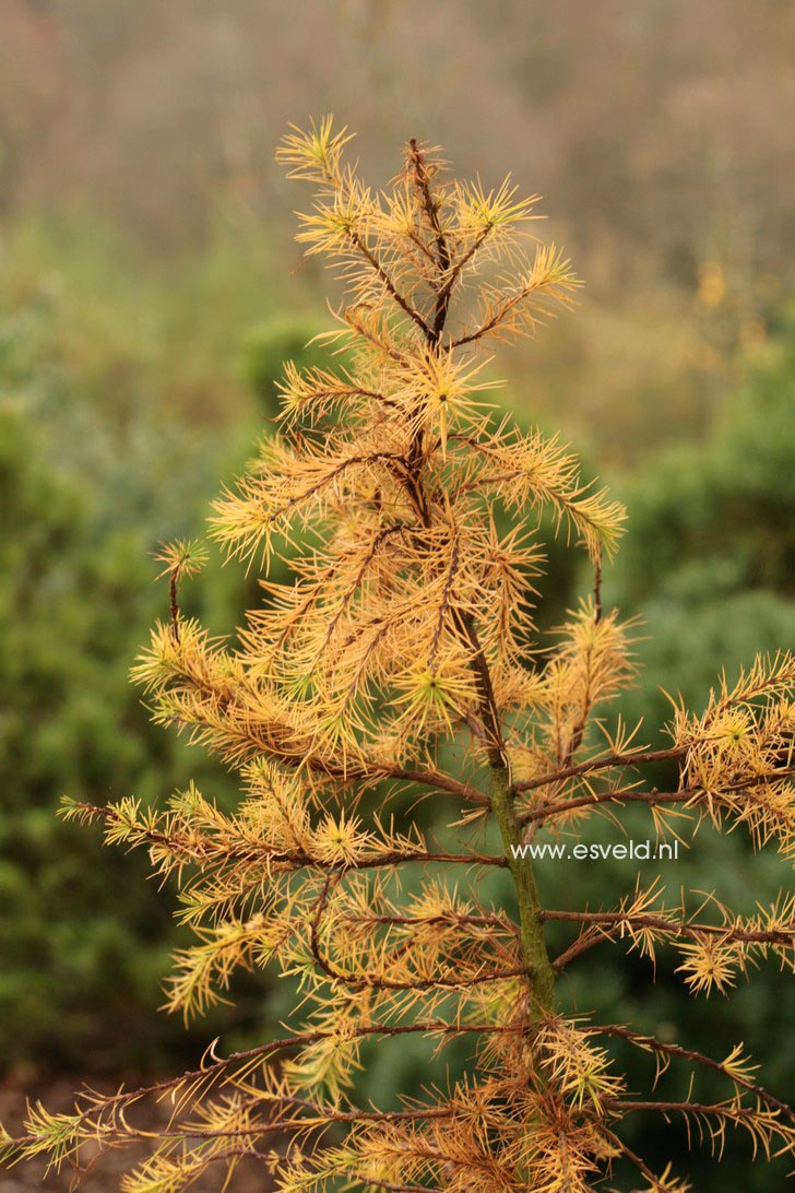 Larix decidua 'Little Bogle'