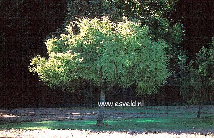 Larix decidua 'Pendula'