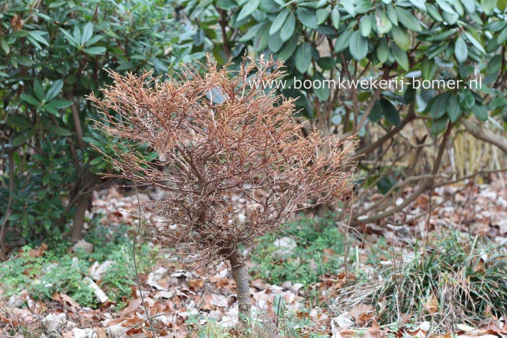 Larix gmelinii 'Dortmund'